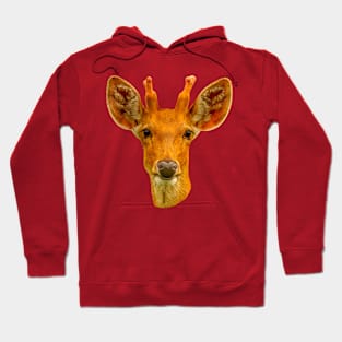 Barasinga deer Hoodie